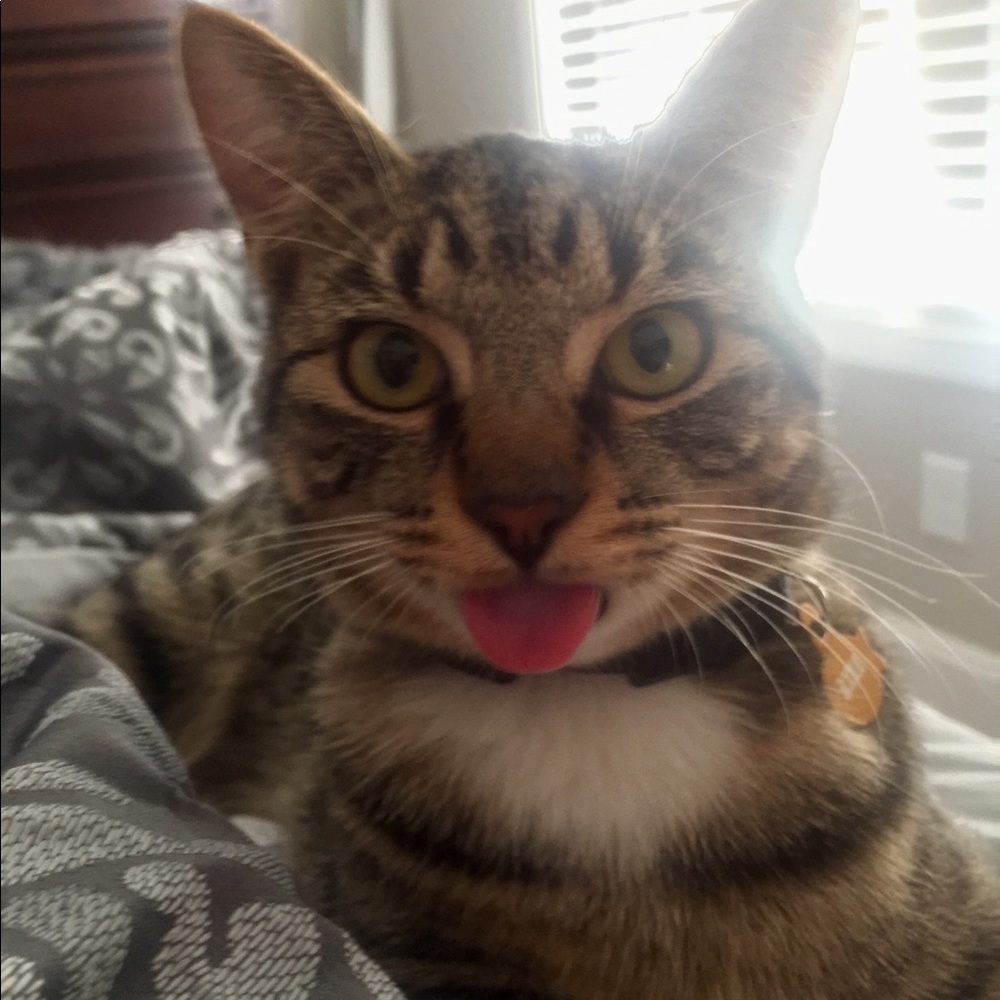 Meet your Posher, Libby